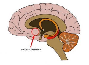 Brain illustration